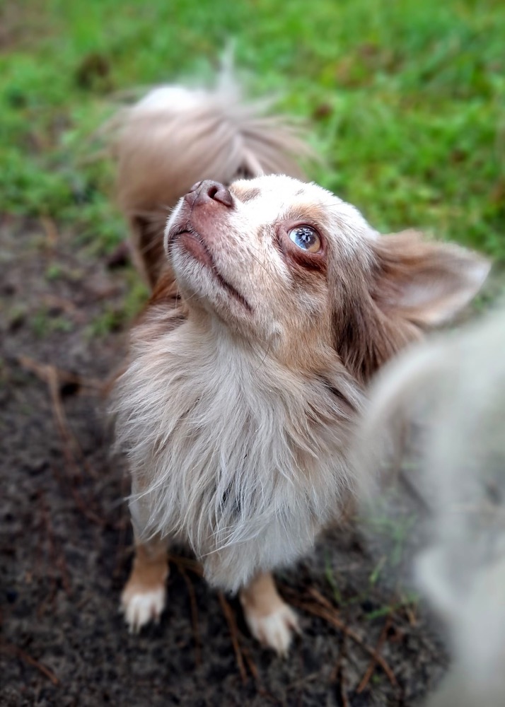 Archie
