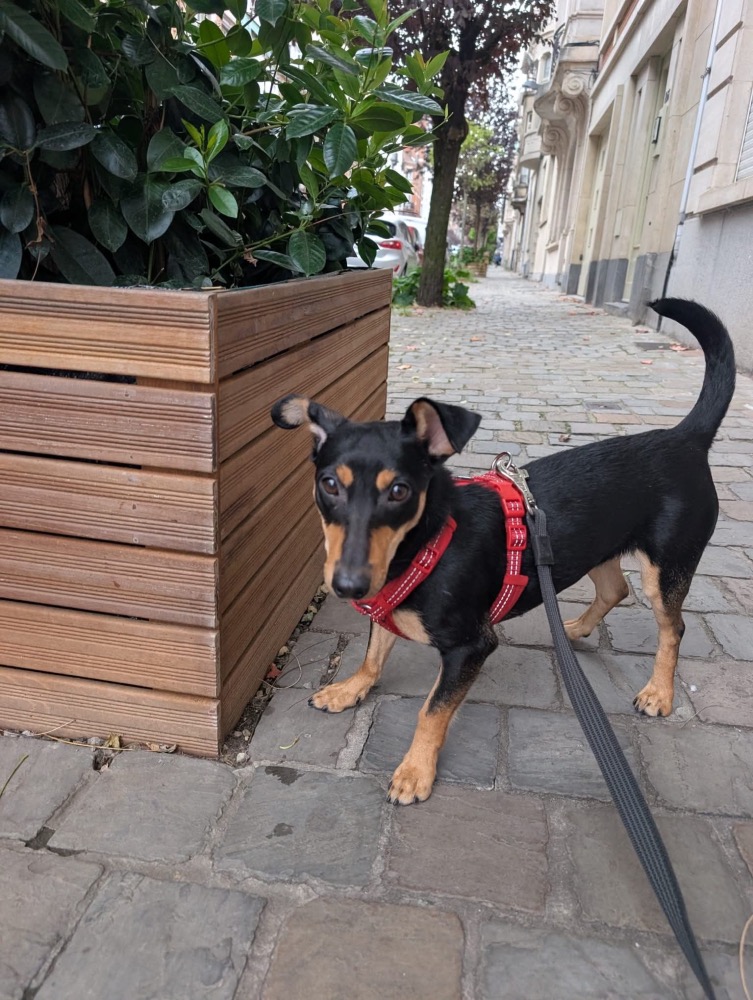 Carambola 🐶