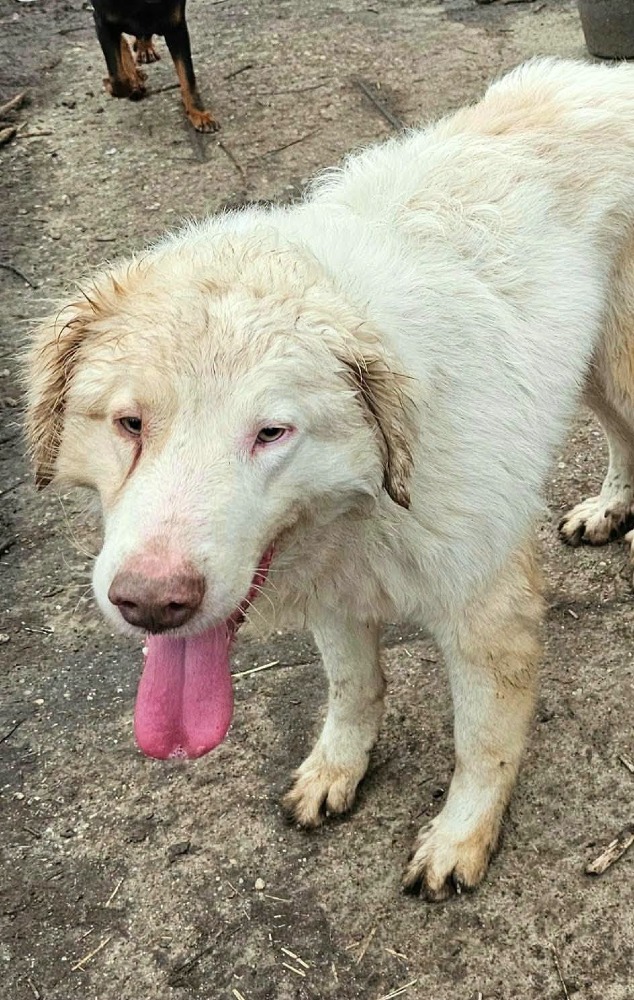 Beni