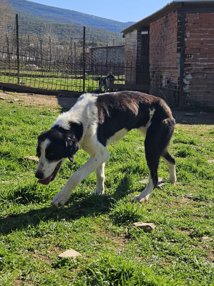Maggie
