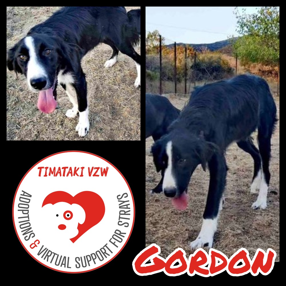 Gordon