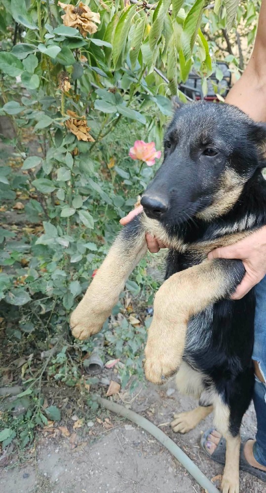 Sofia