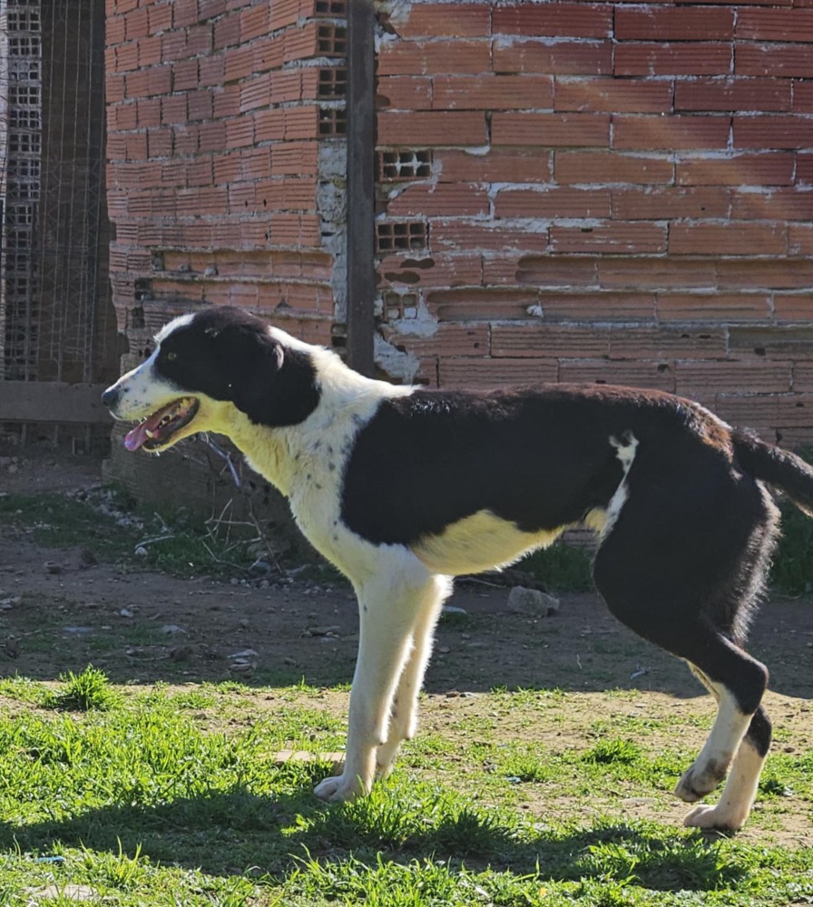 Maggie