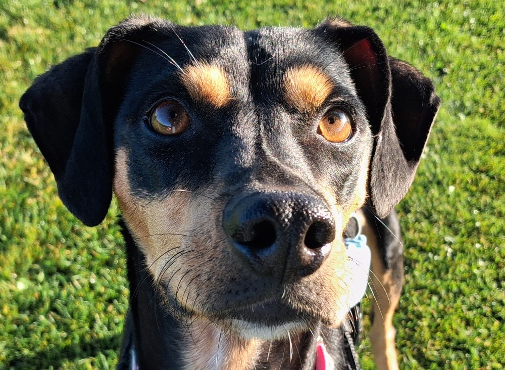 Max