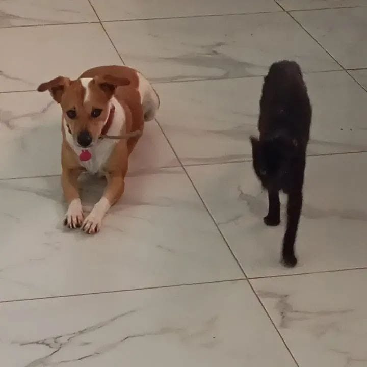 Busy AC