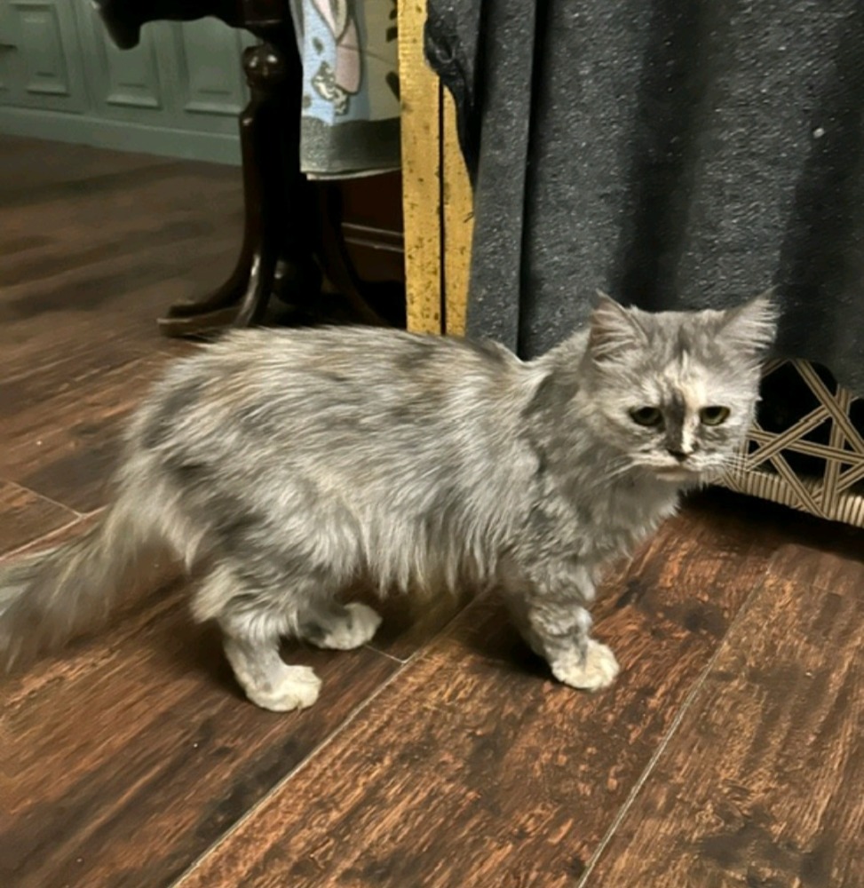 Jalila