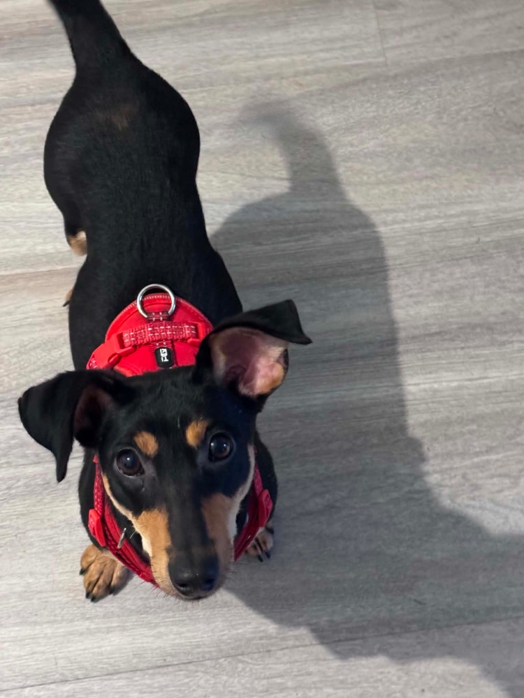 Carambola 🐶