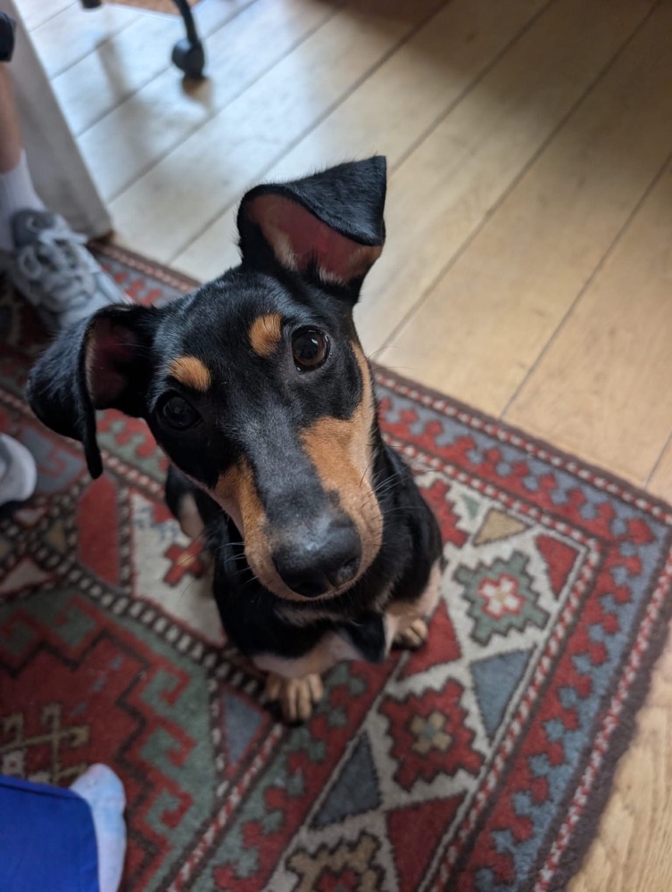 Carambola 🐶