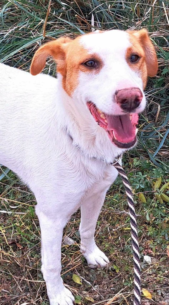 Scarlet