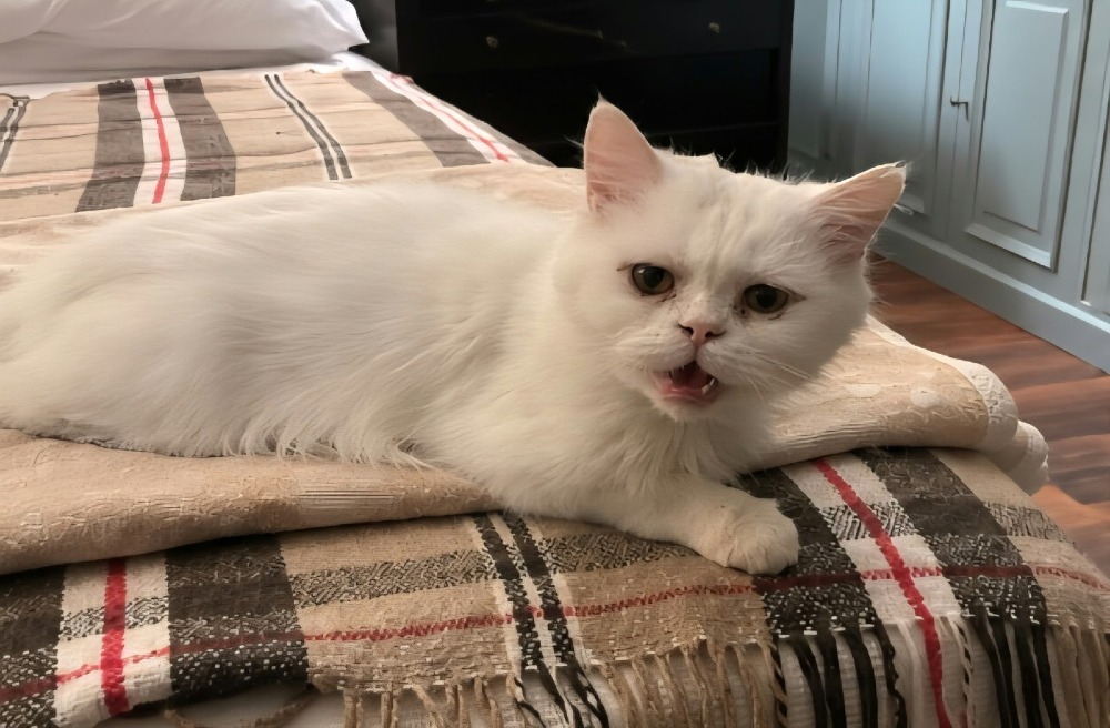 Sam