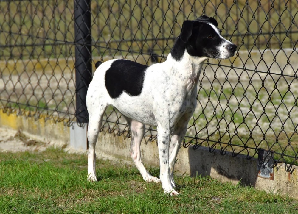 Pinta in België