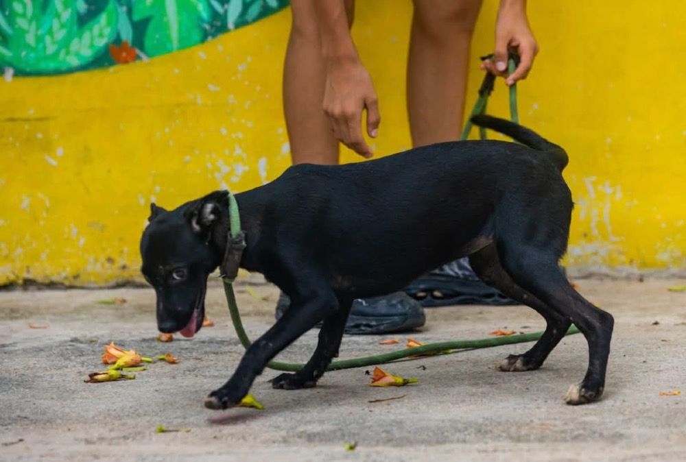 Zola