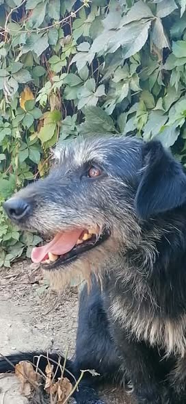 Jax