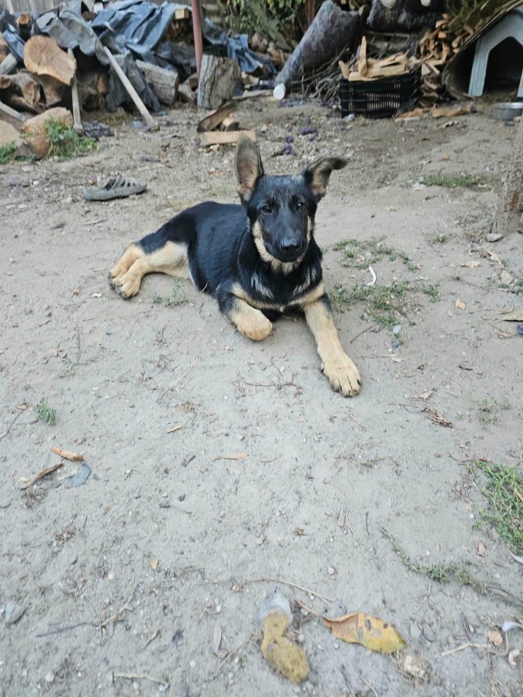 Sofia
