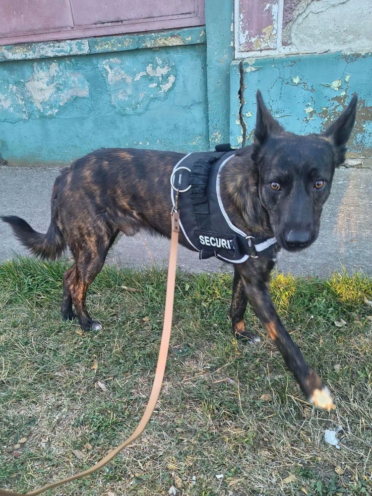 Taro