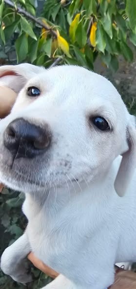 Blanca