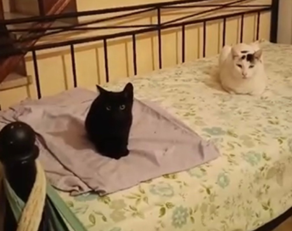 Bean & Serafina
