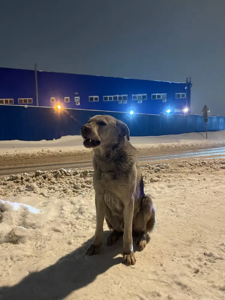 Semi