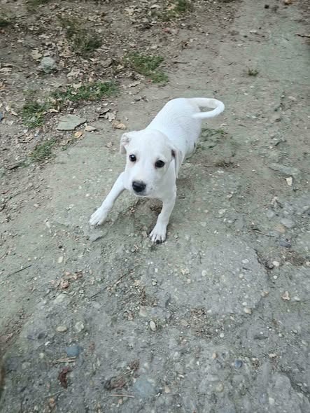 Blanca