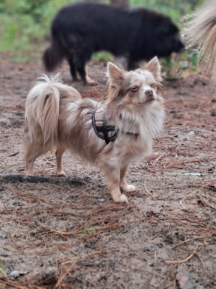Archie