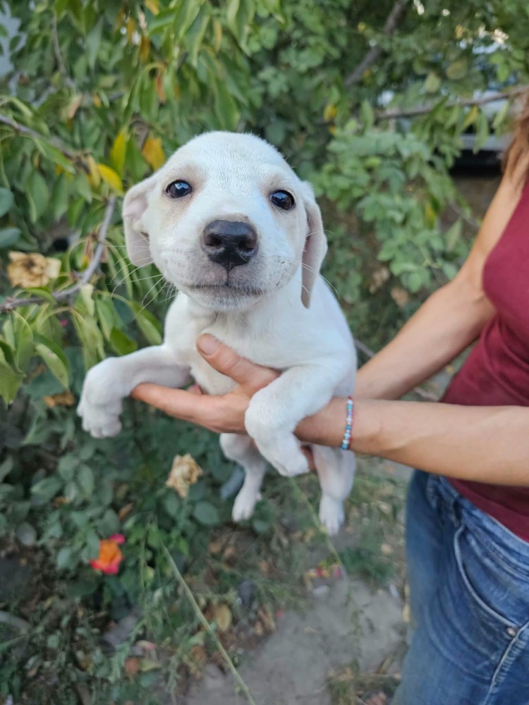 Blanca