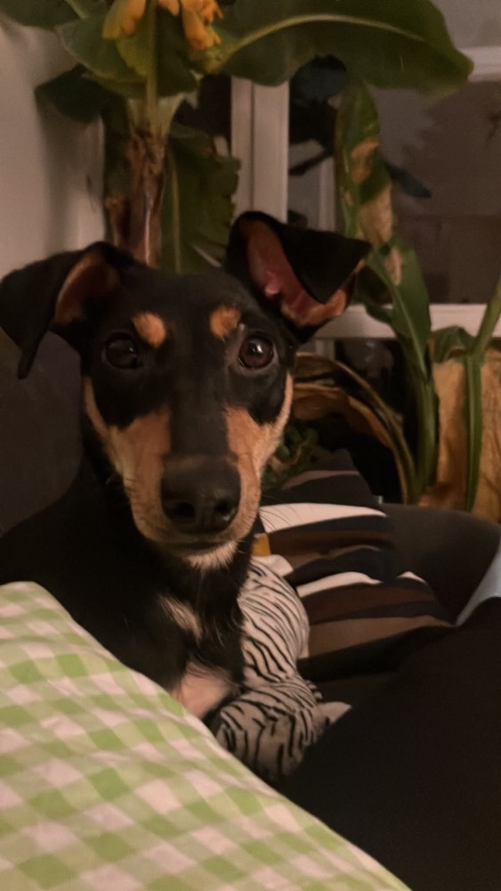 Carambola 🐶