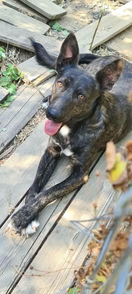 Taro