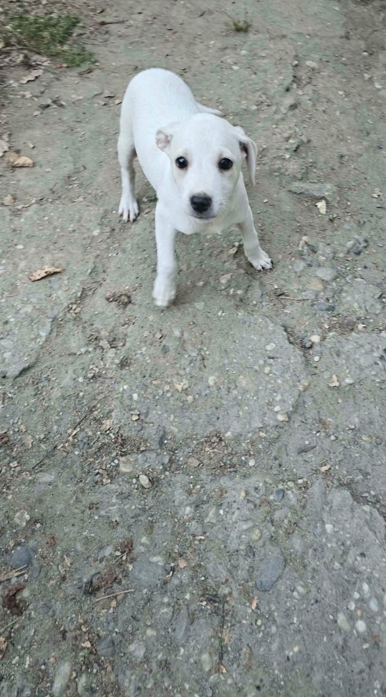 Blanca