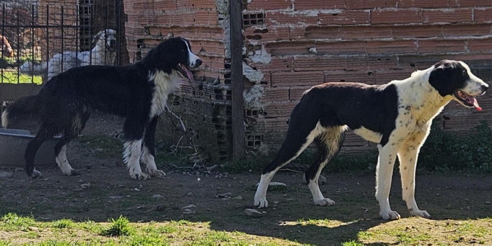 Maggie
