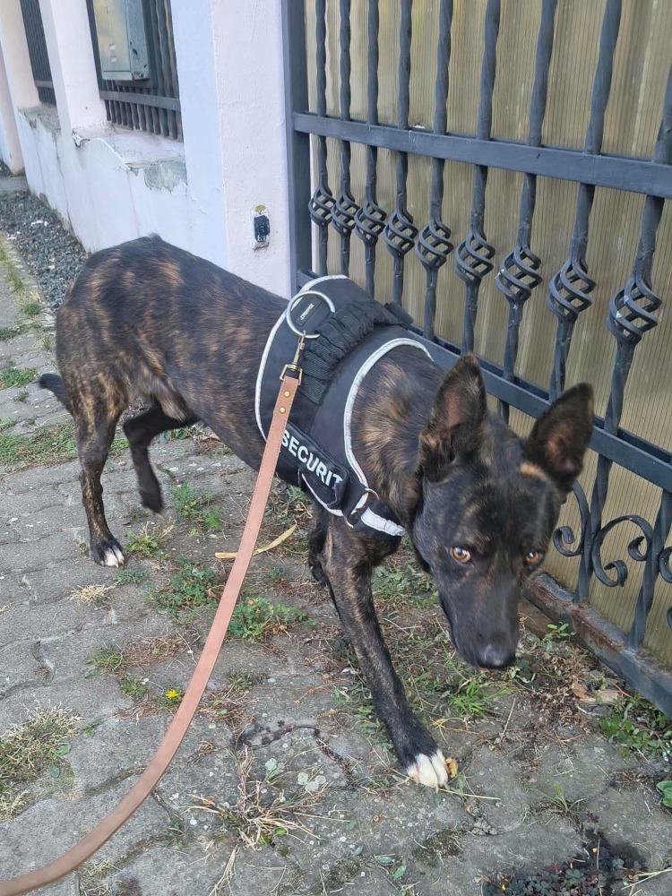 Taro
