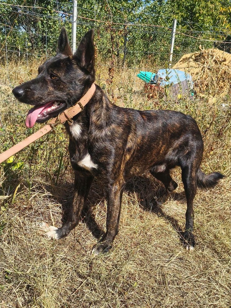 Taro