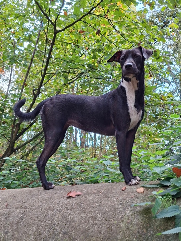 Bella