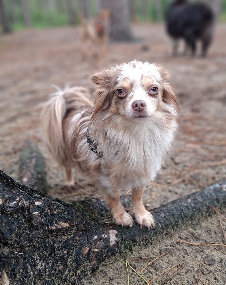 Archie