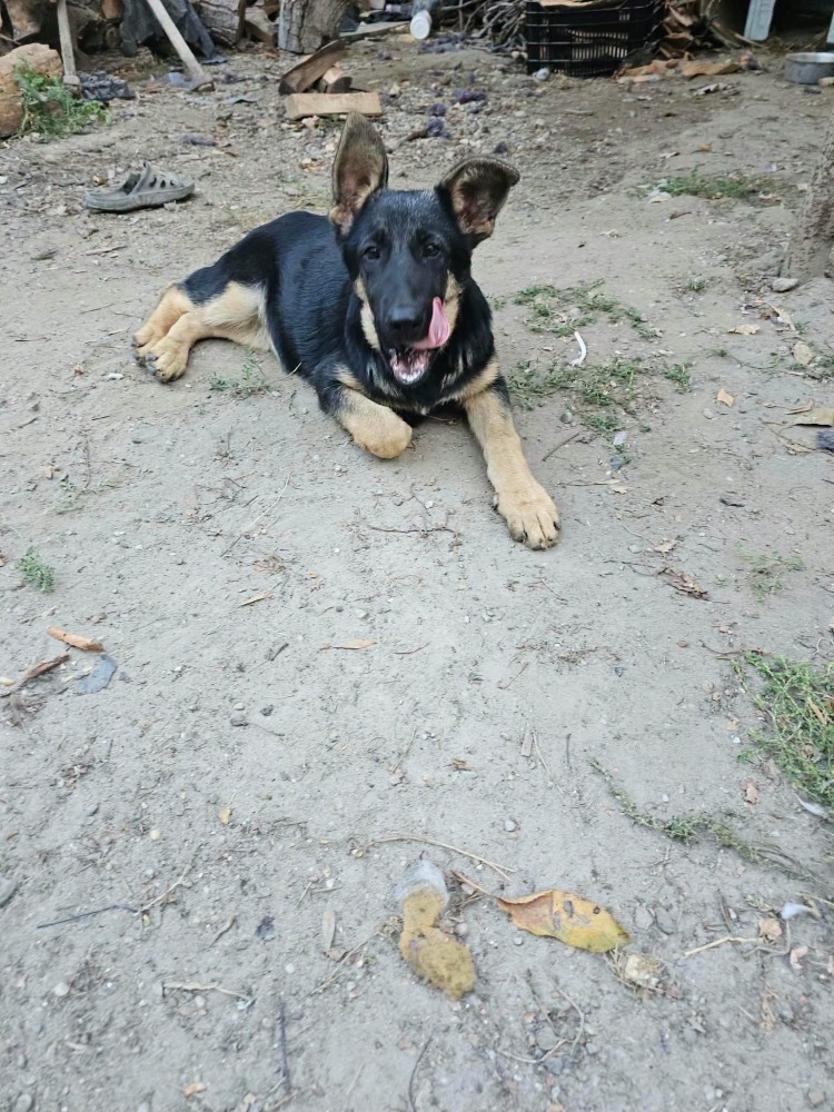 Sofia