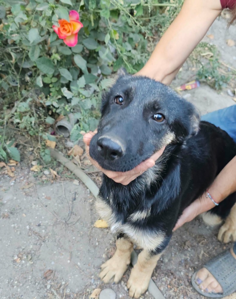 Sofia