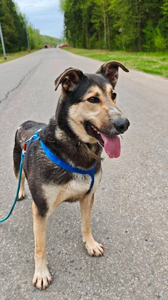 Scooby Geweldig karacter!