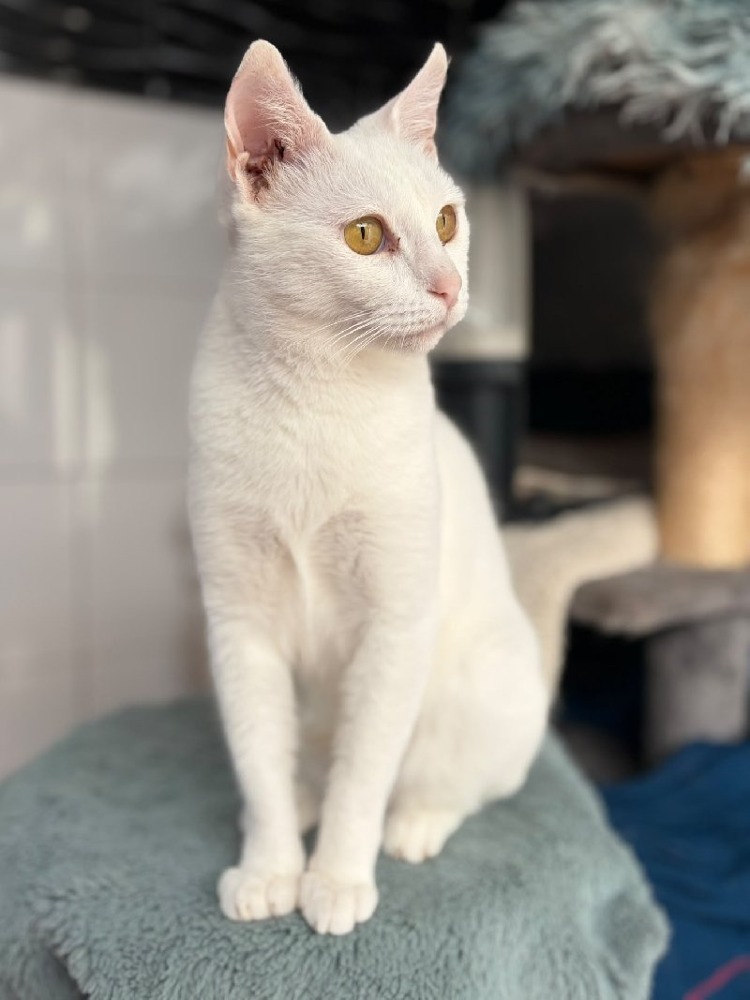 Fresa
