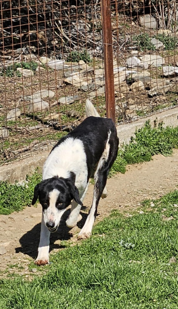 Maggie
