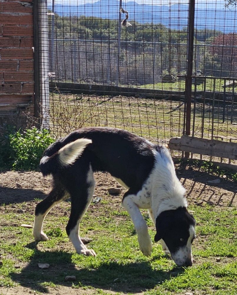 Maggie