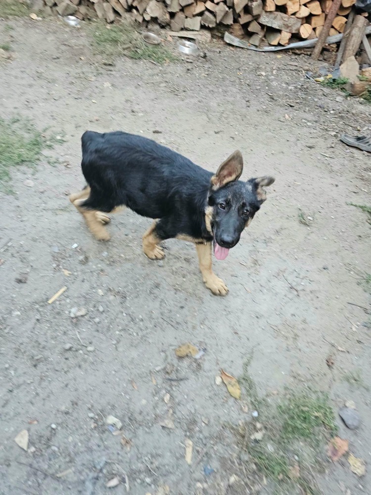 Sofia