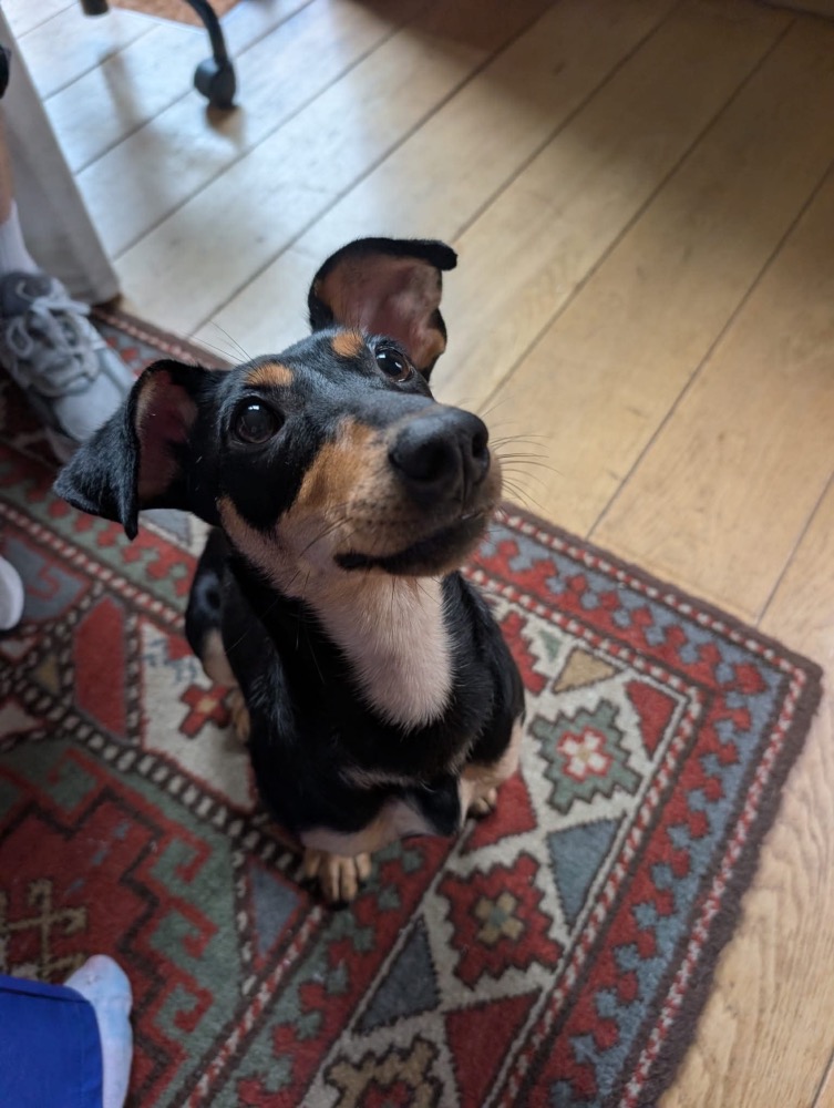 Carambola 🐶