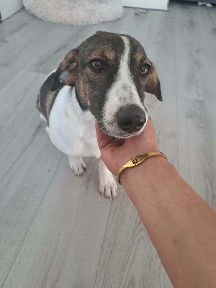 Viki