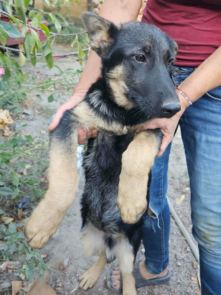 Sofia