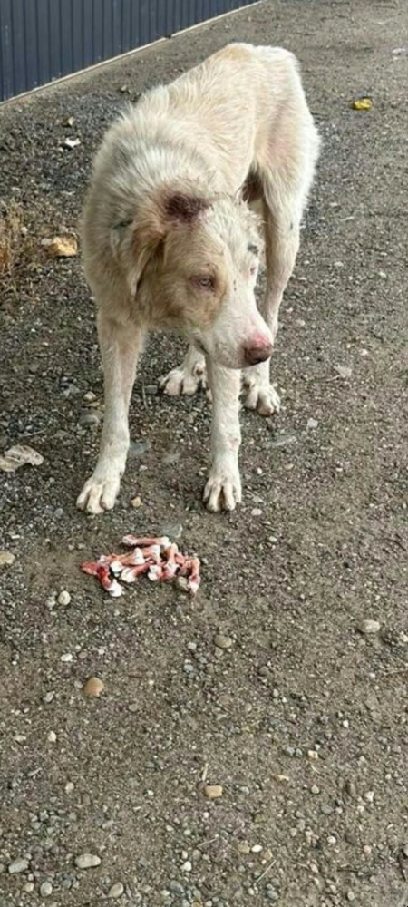 Beni