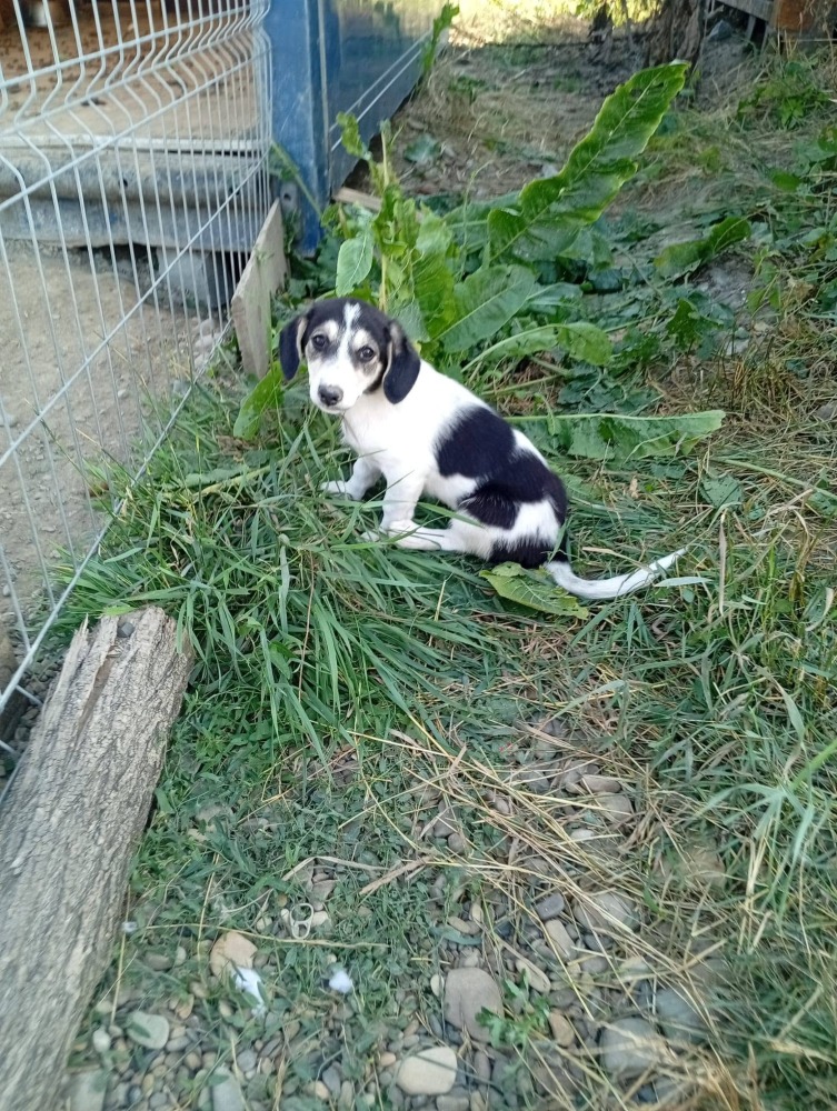Sheyla